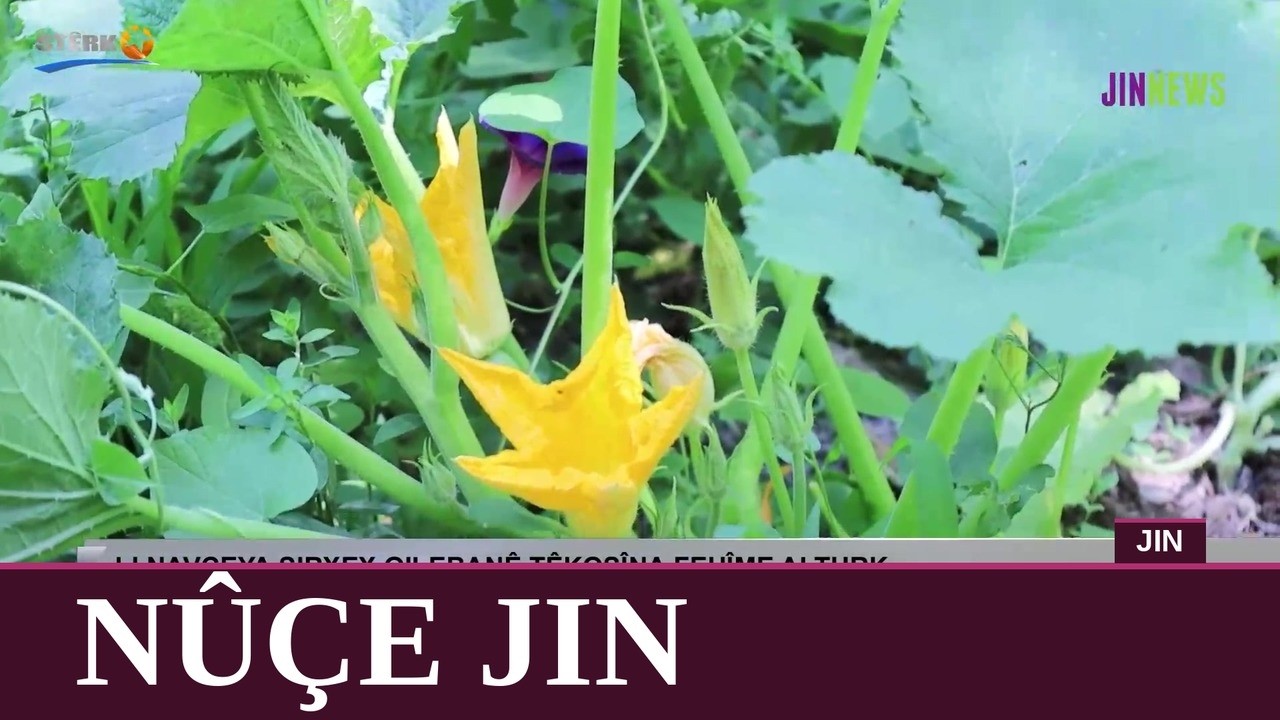 Nûçe Jin