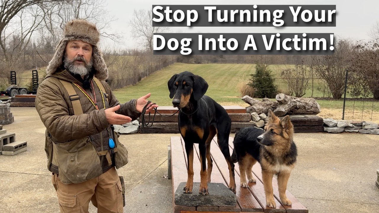 Stop Turning Dogs Into Victims