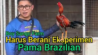Download lagu 🔴Pama Brazilian Sango Rooster Farm Experiment mp3