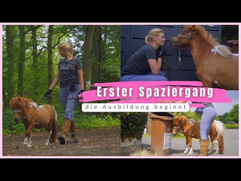 Shetty Ausbildung I Pina Little entdeckt die Welt I  erster Spaziergang mit meinem kleinen Pony