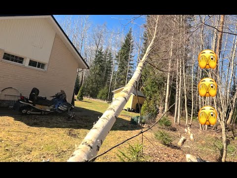 Tämä on niitä päiviä, kun mikään ei onnistu ja puut menee mihin sattuu. Husqvarna 550 xp Mark 1