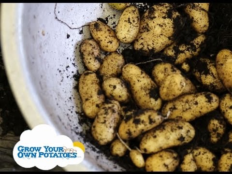 download lagu mp3 mp4 Free Potatoes For Schools, download lagu Free Potatoes For Schools gratis, unduh video klip Free Potatoes For Schools