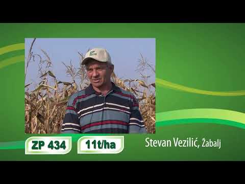 ZP Dalmac seminte porumb FAO 400 sac 25000MB