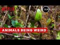 Weirdest Animal Behavior | Our Planet | Netflix