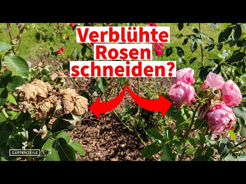 Warum du JETZT unbedingt deine Rosen schneiden solltest! Rosen im Sommer schneiden! DAS ist wichtig!