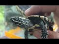 Found A Cute Baby Turtle Lost From The School Turtles Yongsieutv Mo4ke