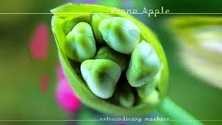 Fiona Apple - Red Red Red (Instrumental)