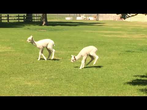 Baby Alpacas playing and bouncing around