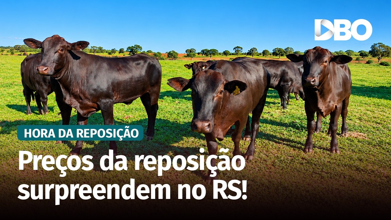 Reposição no RS tem bezerros e novilhas em alta nos leilões