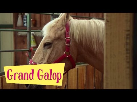 Grand Galop 115 - La Naissance d'un poulain | HD | Épisode Complet
