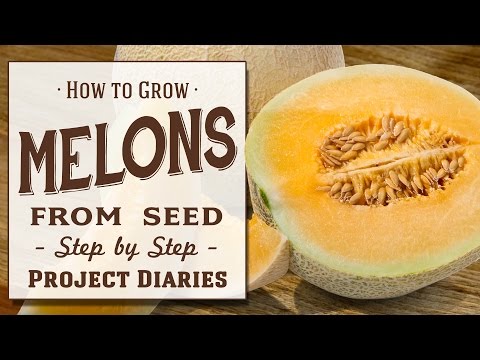 ★ How to: Grow Melons from Seed (A Step by Step Guide)