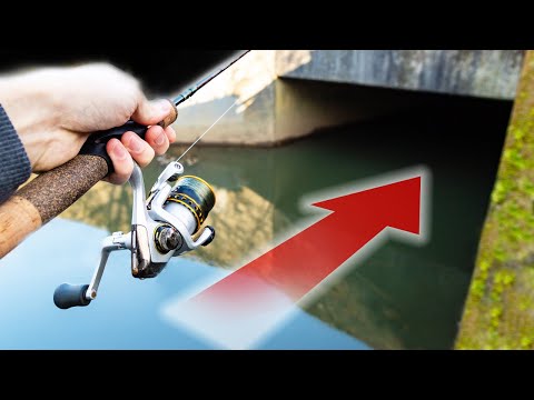 BIG FISH live in unexpected places! Micro stream fishing