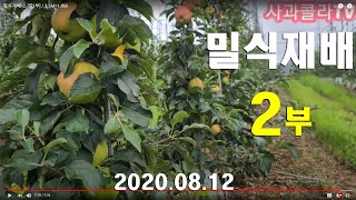 사과밀식재배 소개[2부] / 3.5M×1.0M