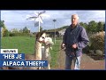 Bas loopt met alpaca's door de wijk: 'Ze zijn hier beroemd!'