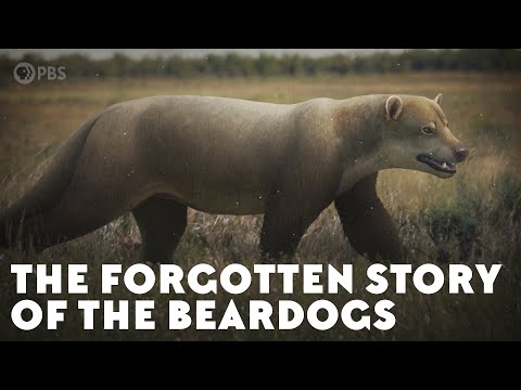 Amphicyonidae Basics | Domain Of The Bears