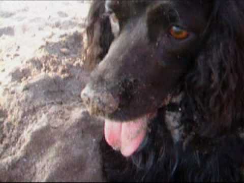 Ofelia