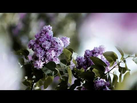 Petar Lendić-Rascvala se grana jorgovana