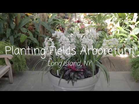 Planting Fields Arboretum