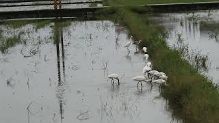 黑面琵鷺蒞臨新南-2