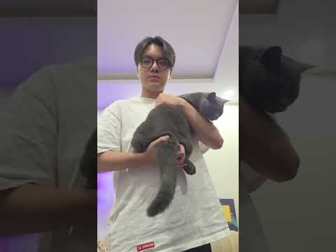 25 years old and teasing cats #shorts #hk15 #chickengang