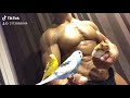 モフモフとムキムキとセキセイインコとマッチョ