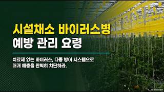 [농사정보] 시설채소_바이러스 예방 및 관리(매개 해충 진딧물, 총채벌레 차단)