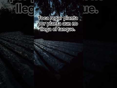 Pronto la mejor fresa del valle del Mantaro. #fresa #perú #junín #huancayo #concepción #huanchar #yt