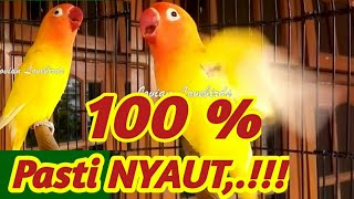 Download lagu Lovebird Bisu bisa Gacor Seketika, Pancingan Suara Lovebird Sangar, Bikin Lawan Langsung Nyaut mp3 Download lagu Lovebird Bisu bisa Gacor Seketika, Pancingan Suara Lovebird Sangar, Bikin Lawan Langsung Nyaut mp3