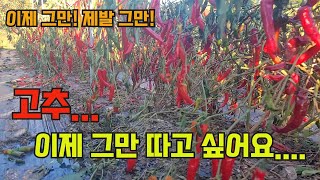 농사의 여신 고추 농사 마무리 영상!! 고추 농사 잘 짓는 법 대공개!! 후물고추 브이로그!!!