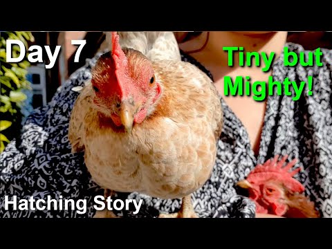Pet Hen Hatching Tiny Chicks Day 7: Tame Your Tiny Serama Hens