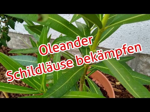 Oleander scale insects fight home remedies Nerium Oleander scale insect infestation what to do