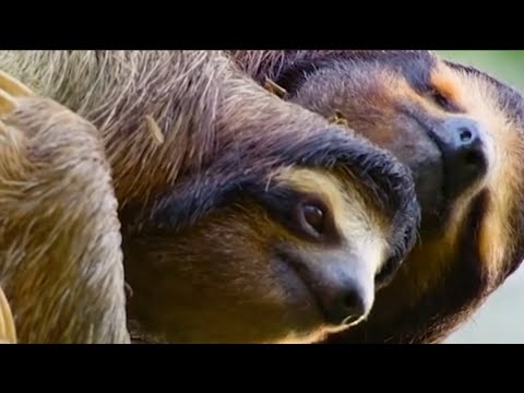 Nature’s Slowest Survivor Has a Secret Weapon – You Won’t Believe What It Is!