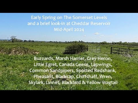 Early Spring Birding on the Somerset Levels Mid-Apr 2024