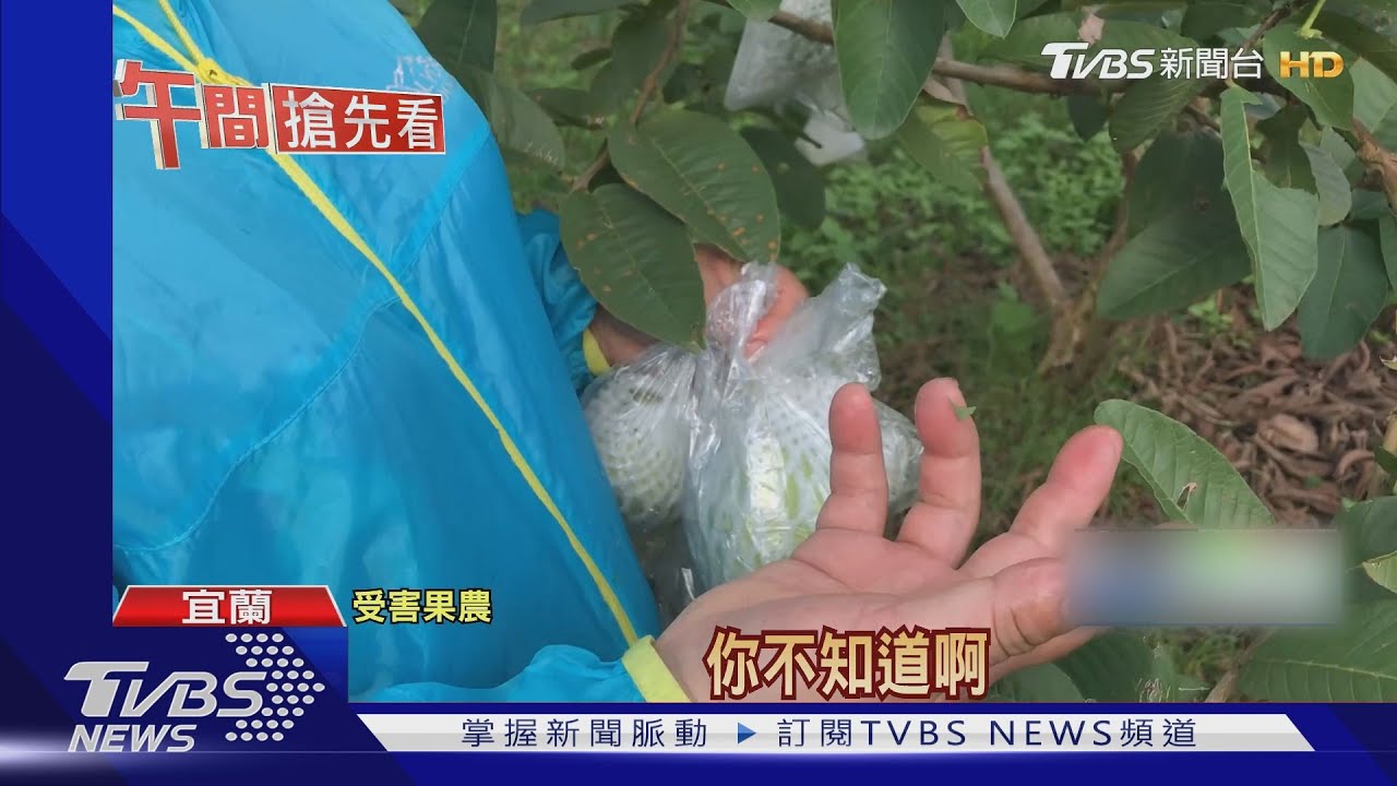 大膽賊!剪圍籬闖果園偷芭樂 農民氣炸