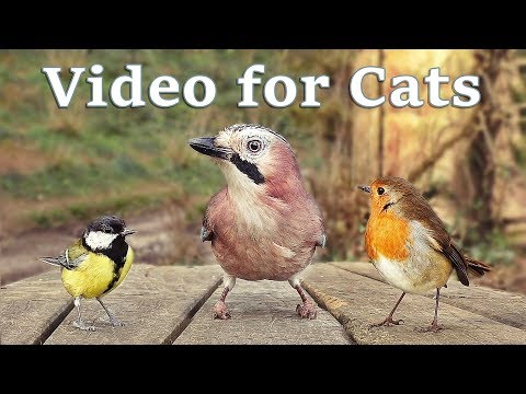Vidéos Pour Les Chats - 8 Heures de Beaux Oiseaux