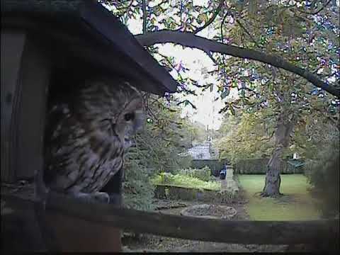 The female tawny owl reunites with her mate in the box
