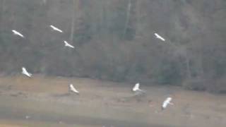 preview picture of video 'Grues cendrées (Grus Grus) au Lac de Puydarrieux(65)'