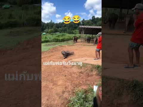 วิ่งล้มเลย😂#ช้าง #คลายเครียด #ขำๆ #funny #เพื่อความบันเทิง #อรบิวตี้พากิน #อรบิวตี้พาเที่ยว #ลิปซิงค