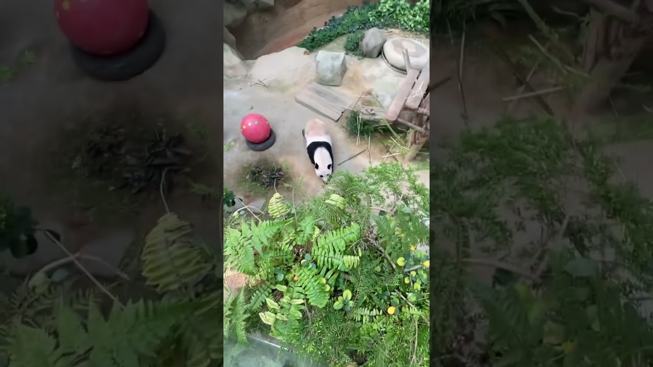 YouTube Short thumbnail