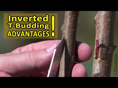 GRAFTING PEACH, PLUM, APRICOT, CITRUS | Using INVERTED T-BUDDING | GRAFTING FRUIT TREES