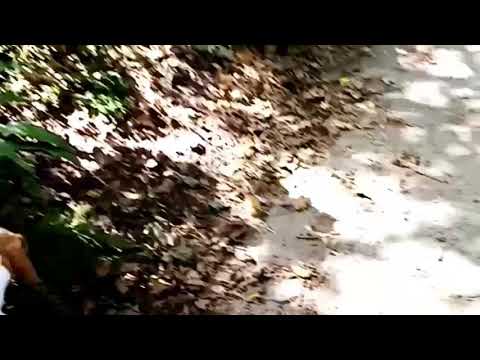 Story of my life - sam rabey (lesley roy cover eurovision 2020 eurostars video)