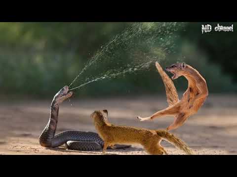 King Cobra Vs Mongoose - Cobra is Punished When Deliberately Spraying Venom Into Mongooses