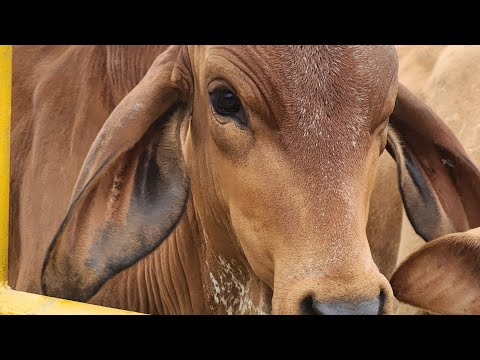 Circasia Q.  vive una de las ferias ganaderas del occidente Colombiano.
