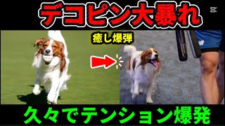 👉 デコピン大暴れ😂 久々でテンション爆発｜大谷翔平メロメロ