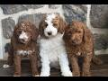 Goldendoodle dogs for sale: Joann  - Video 1
