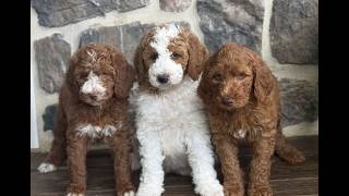 Video preview image #1 Goldendoodle Puppy For Sale in RONKS, PA, USA