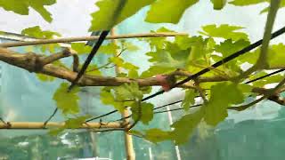 Penampakan 14 HSP varian GOSV & ANDREY53 di pot 50L & 75L