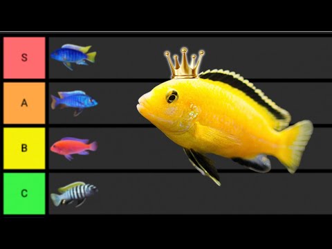Ranking The BEST African Cichlids