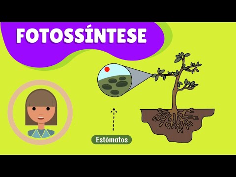 Fotossíntese: Como as Plantas Transformam a Luz Solar em Alimento ☘️Mundo Vegetal☘️#AulaDeCiências