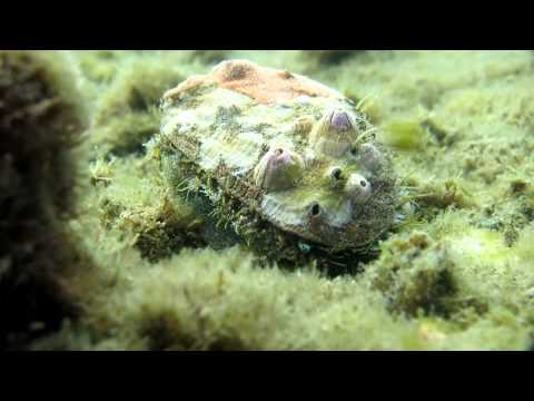 Haliotis tuberculata